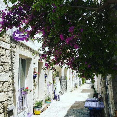 Lavender
